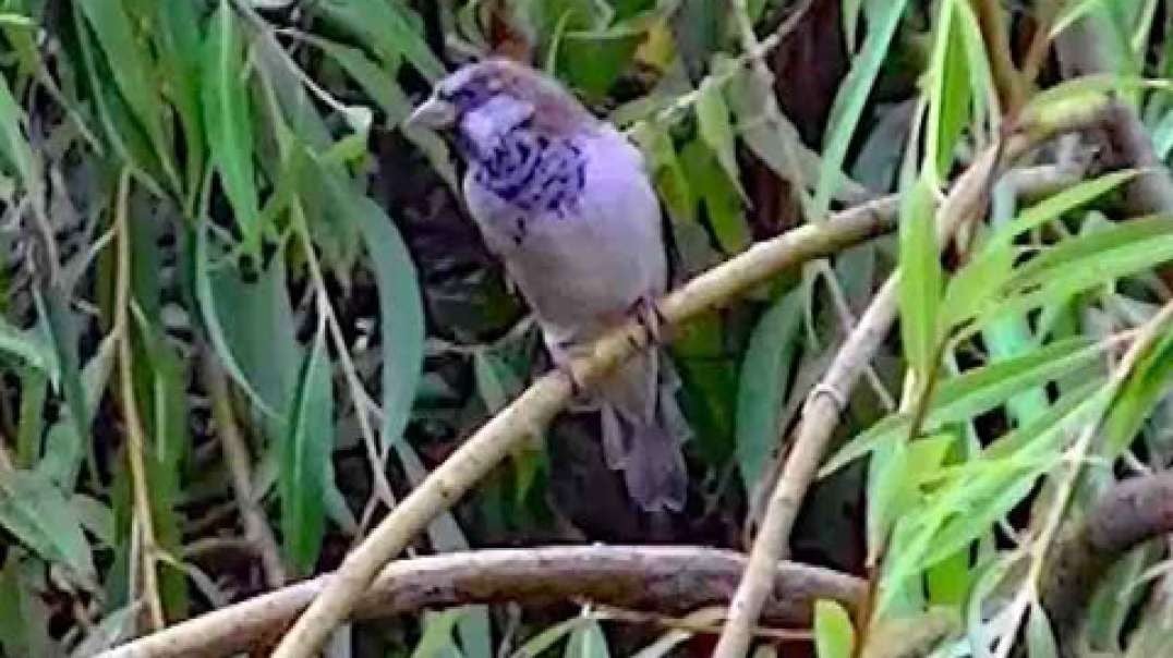 IECV NV #264 - 👀 House Sparrows On A Rainy Day 🐤🐤9-17-2016