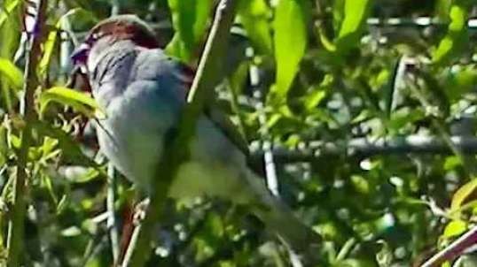 IECV NV #339 - 🐤 Male House Sparrow In The Weeping Willow Tree 5-23-2017