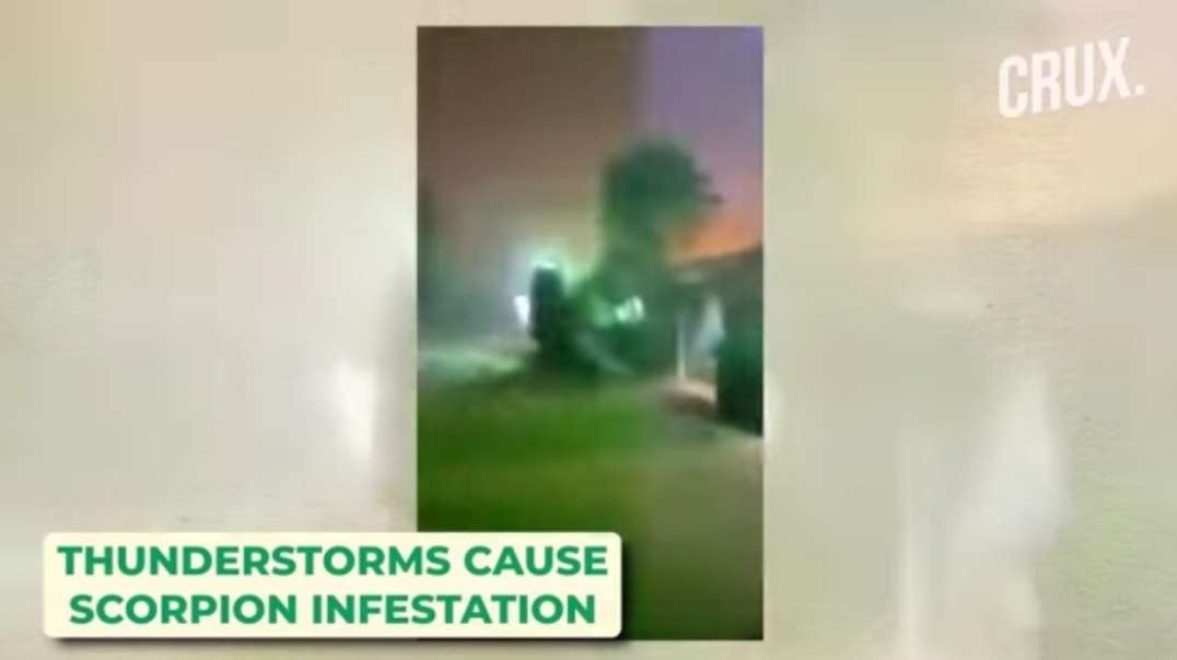 How Heavy Storms Led To Scorpion Invasion In Egypt Leaving Three Dead & Hundreds.mp4