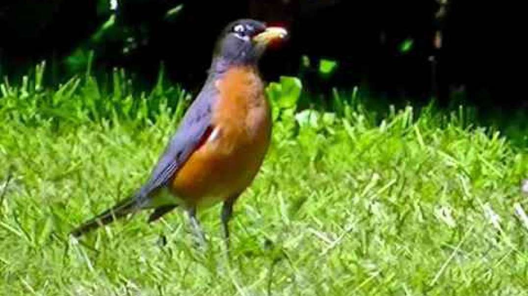 IECV NV #368 - 👀 American Robin In The Backyard 🐦Looking For Worms 5-29-2017