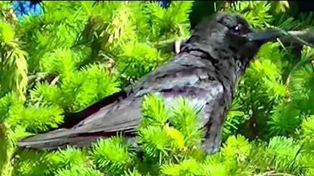 IECV NV #253 - 👀 Clip Of Crow In Pine Tree 🐤7-6-2016