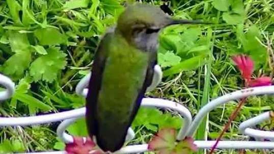 IECV NV #240 - 🐥Hummingbird Out And About Come And Check Him Out 🐥6-16-2016