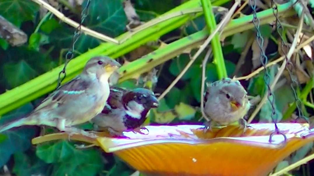IECV NV #431 - 👀 House Sparrows Eating From The Orange Glass Feeder🐤 7-16-2017