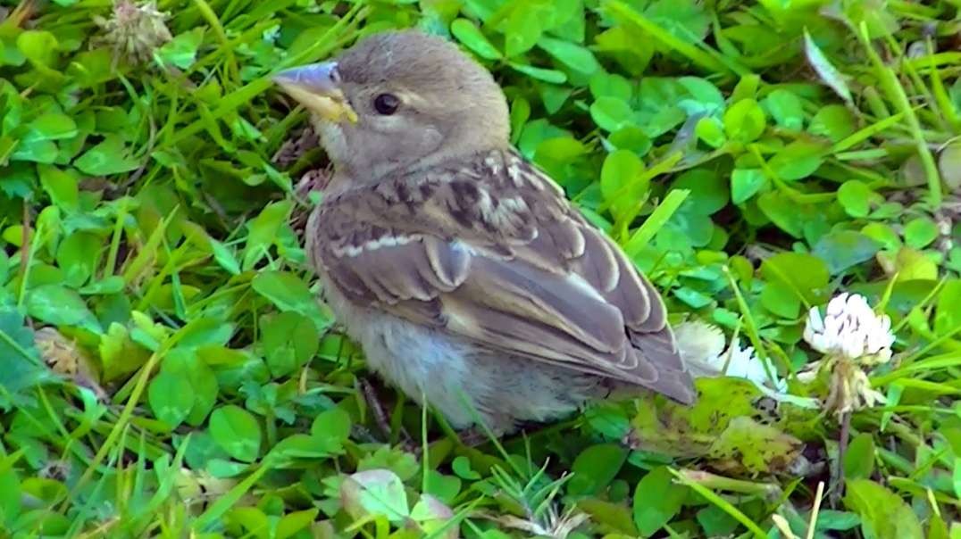 IECV NV #449 - 👀 A Baby House Sparrow That Got Out Of The Nest To Soon 🐥 7-29-2017