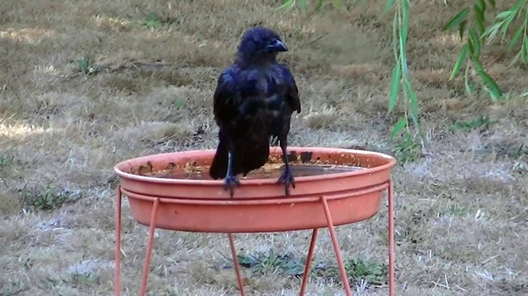 IECV NV #464 - 👀 Crow Taking A Quick Dip In The Bird Bath 8-30-2017