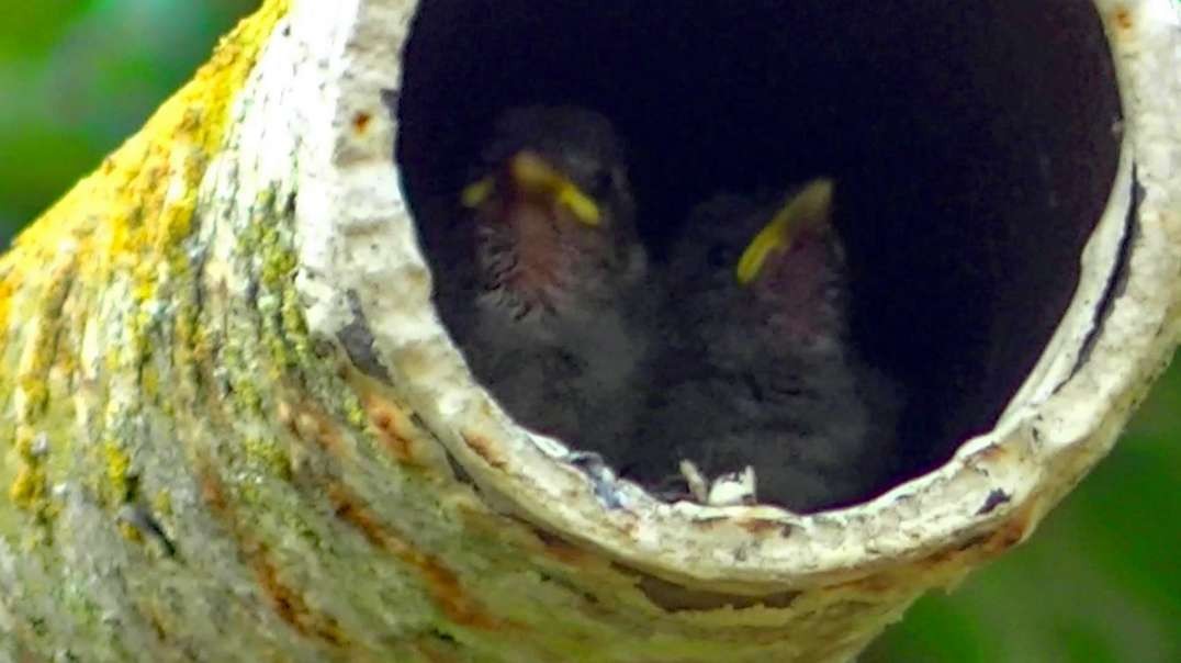 IECV NV #454 - 👀 Mama House Sparrow Watching Me Film Her Two Babies🐥🐥 8-3-2017