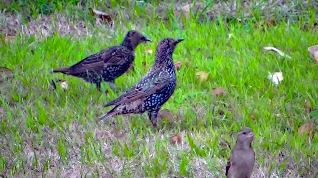 IECV NV #484 - 👀European Starlings Searching For Food In The Backyard 🐤🐤11-28-2017