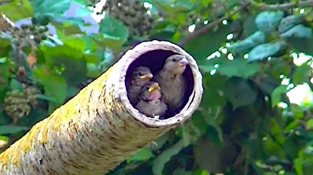 IECV NV #453 - 👀 Mama House Sparrow And Her Two Cute Baby Birds In The Pole🐥🐥 8-3-2017
