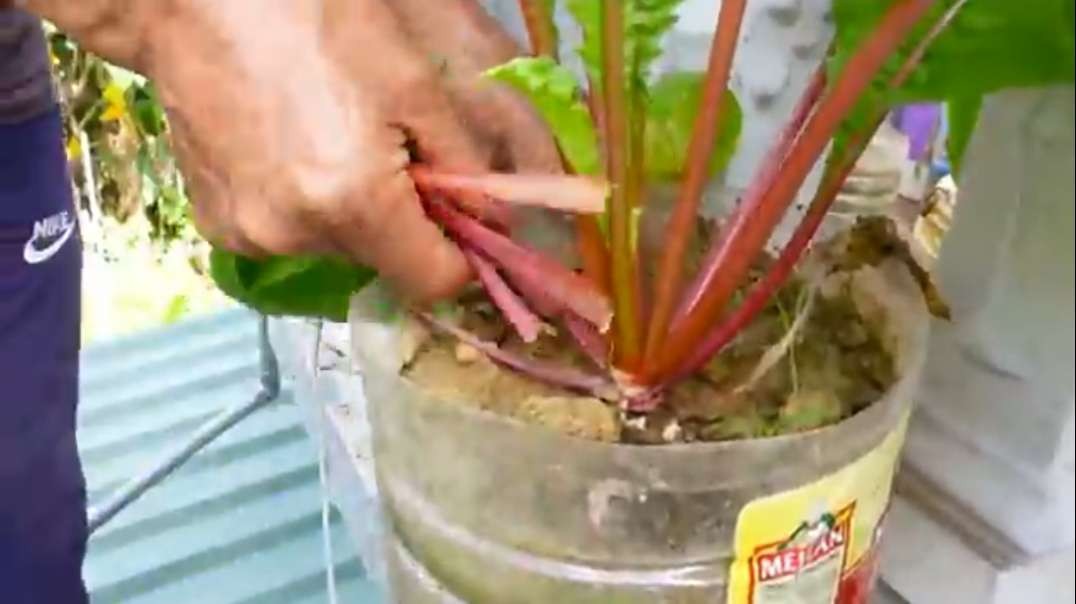 If_you_don't_have_a_garden,_you_can_still_grow_vegetables_to_provide_for_your_family(360p).mp4