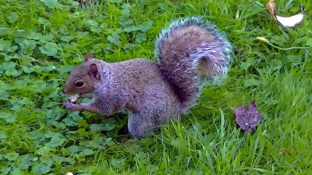 IECV NV #481 - 👀Grey Squirrel Hiding Bread In The Backyard🐿️10-22-2017