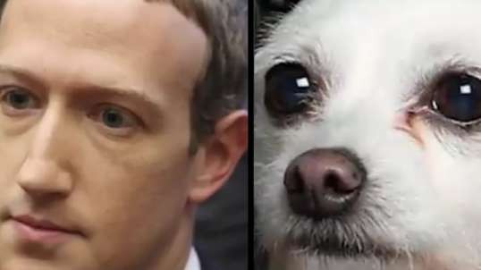 MARK ZUCKERBERG IS A DOG