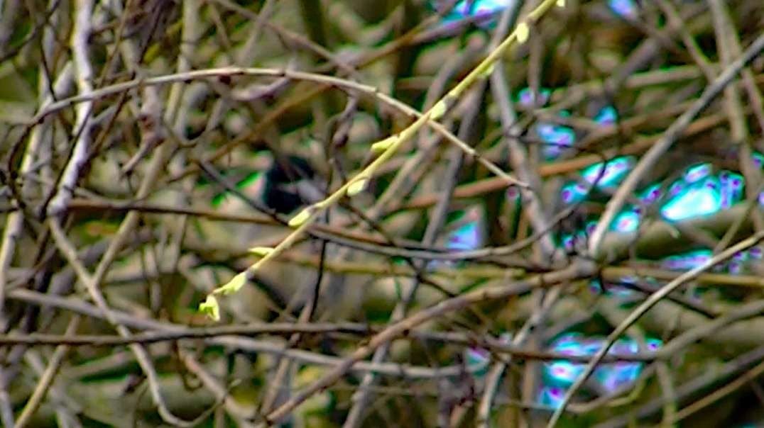 IECV NV #493 - 👀 Black Capped Chickadee In The Weeping Willow Tree 3-14-2018