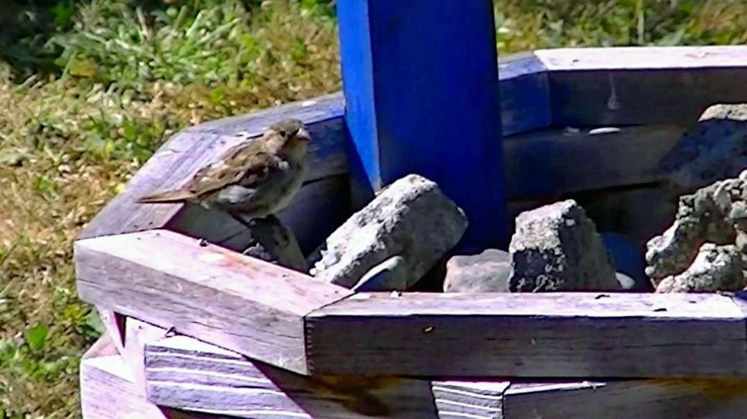 IECV NV #445 - 👀 Young House Sparrow Checking Out The Wishing Well And The Bird Bath 🐤🐤 7-28-2017