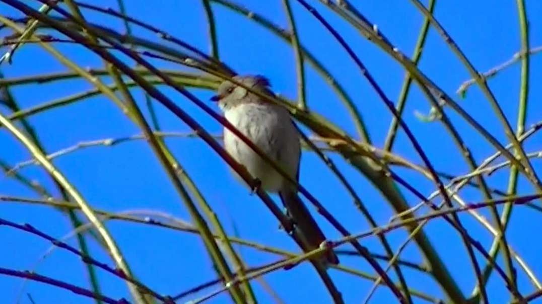IECV NV #492 - 👀 Bushtit Flying Around The Weeping Willow Tree🐤3-14-2018