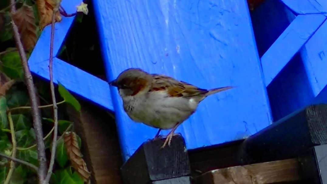 IECV NV #497 - 👀 House Sparrows Playing On The Little Garden Men 3-18-2018