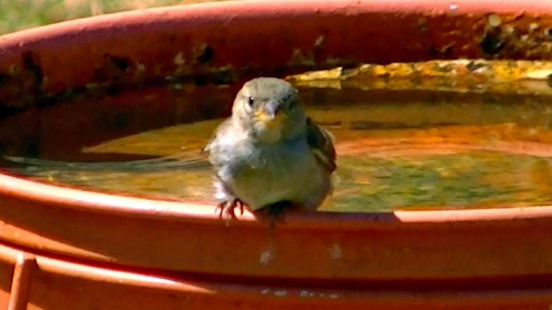 IECV NV #451 - 👀 Baby House Sparrow Still Trying To Make It 🐥 7-29-2017