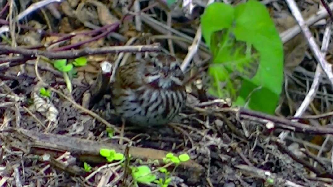 IECV NV #480 - 👀 Song Sparrow Digging In The Dirt Looking For Food 🐤10-14-2017