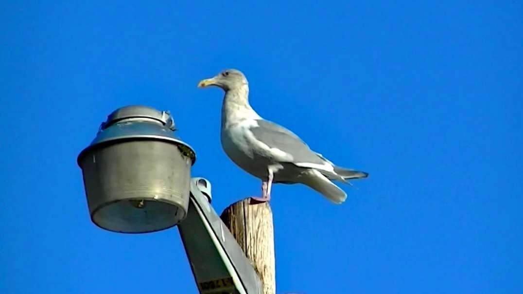 IECV NV #490 - 👀 Seagull Up High On The Light Pole🕊️12-7-2017
