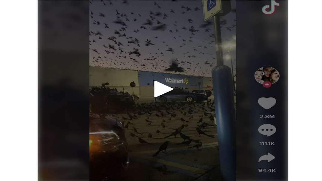 Walmart Overrun Thousands of Birds, Covid Deer? Really?