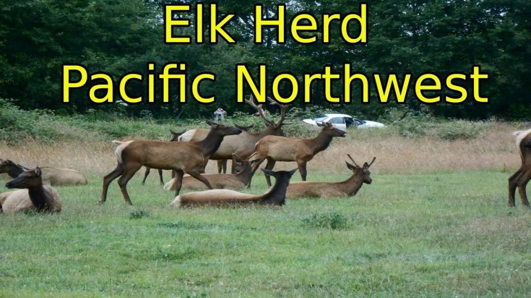 Wildlife Elk Herd Pacific Northwest