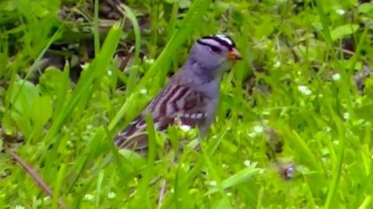 IECV NV #512 - 👀 White Crowned Sparrow Eating Dandy Loin Seeds 5-1-2018