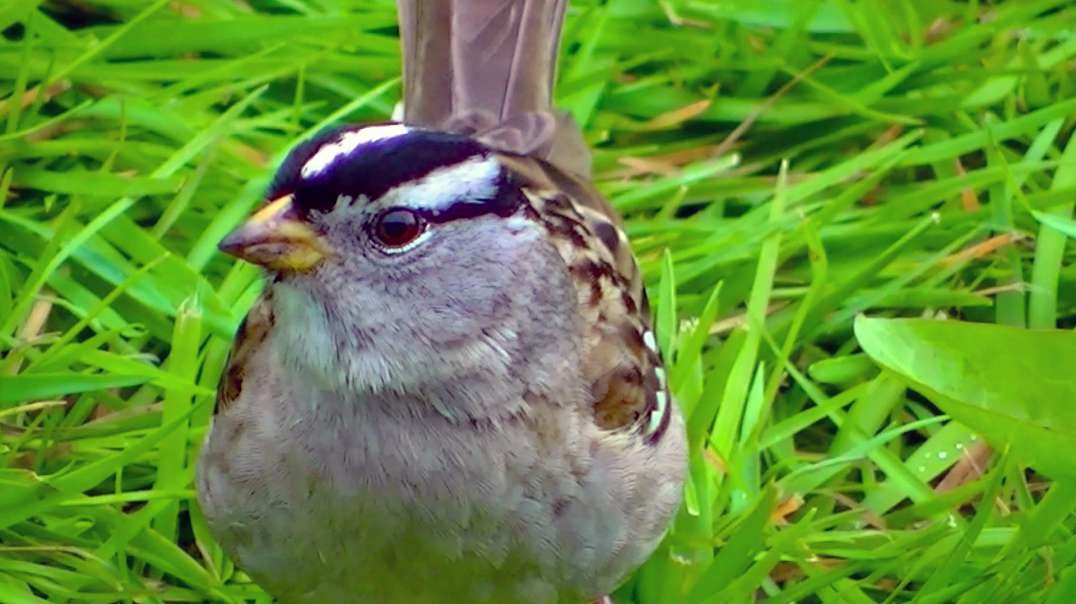 IECV NV #507 - 👀 White- Crowned Sparrow Out Back 4-30-2018