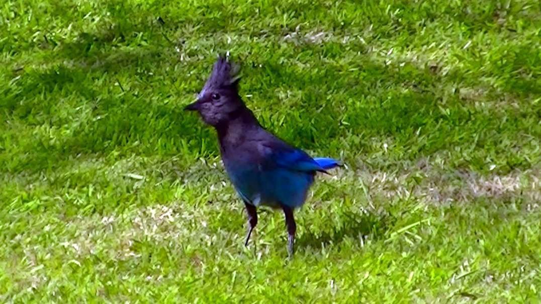 IECV NV #516 - 👀 Steller's Jay In The Backyard Exploring And Looking For Food 5-3-2018