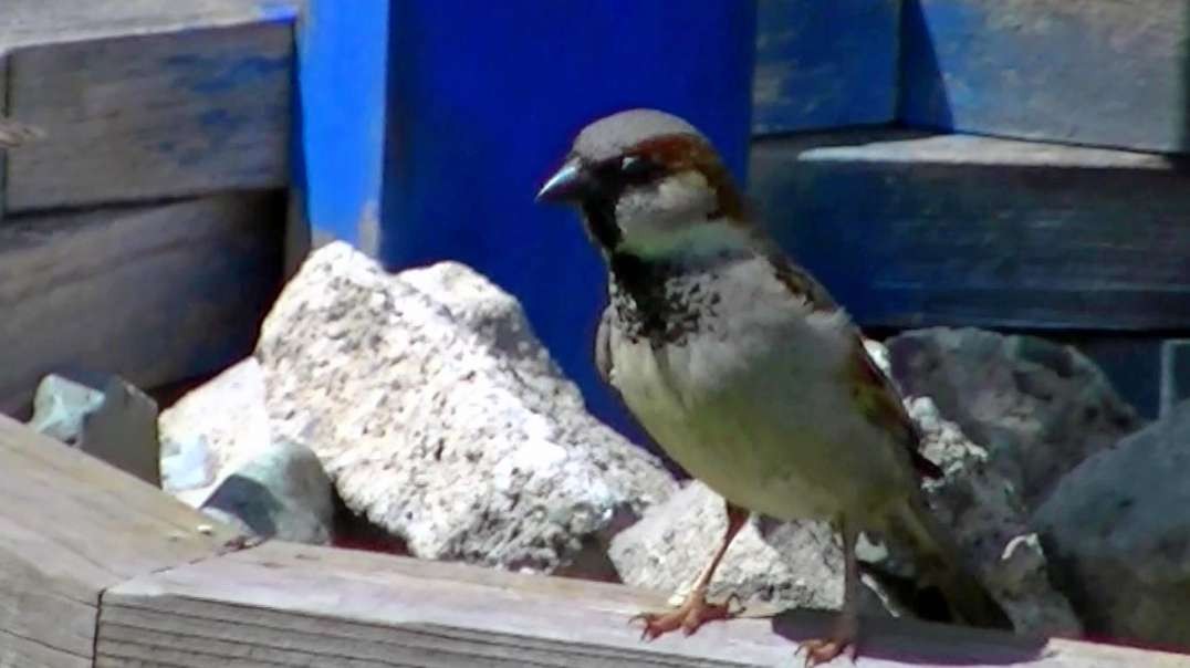 IECV NV #509 - 👀 House Sparrows At The Wishing Well 5-1-2018