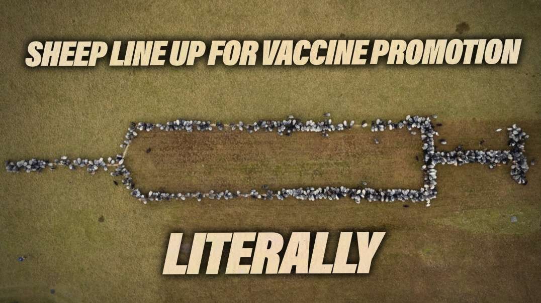 Sheep Line Up For Vaccine Promotion... Literally