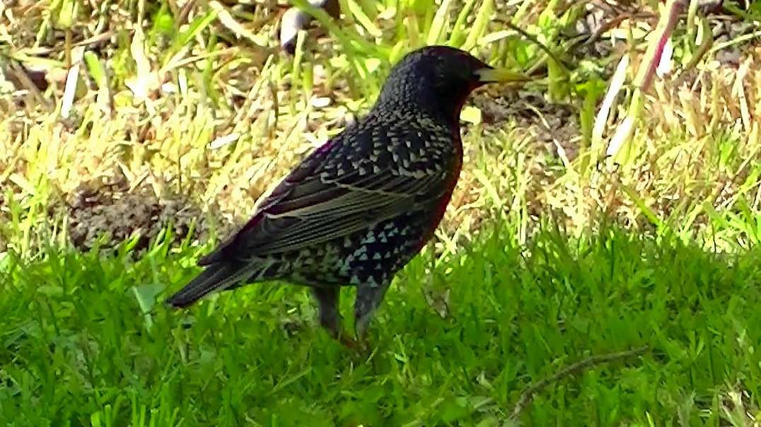 IECV NV #514 - 👀 European Starling Looking For Food In The Backyard 5-3-2018