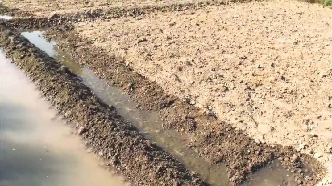 Irrigating Garlic with Furrow irrigation and Flood Irrigation _ First Watering Garlic _ How we water ( 360 X 640 ).mp4