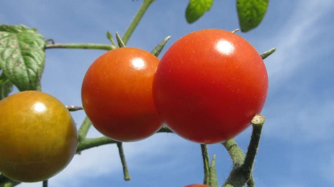 Flavor On The Vine Cherry Tomato Sept 2021.mp4