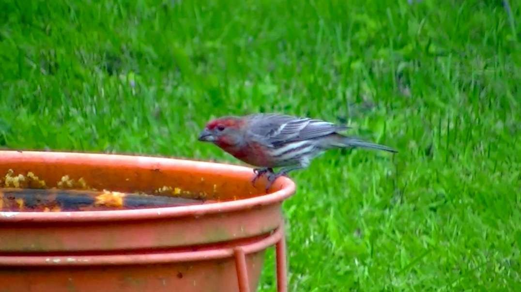 IECV NV #531 - 👀 Male House Finch Drinking Water & A Hummingbirds Quick Fly By 🐤 5-6-2018