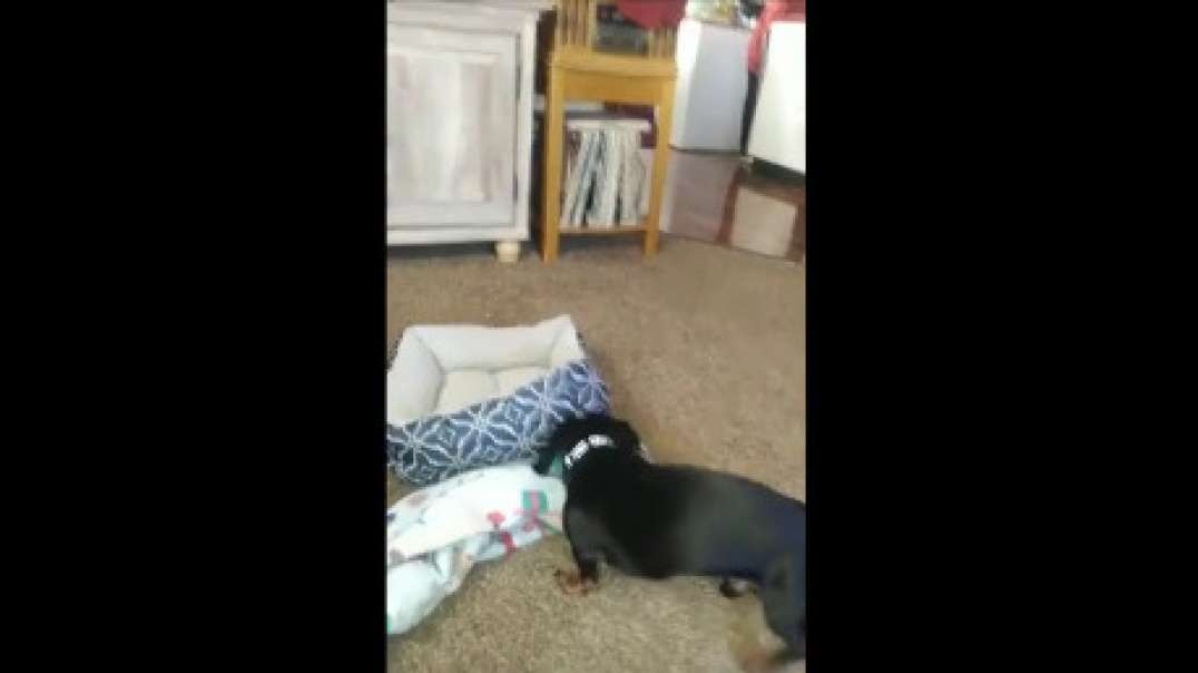 Sausage bed fluff Jzsound