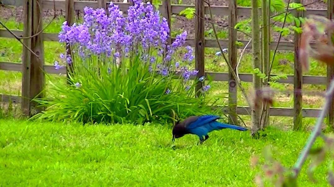 IECV NV #527 - 👀 Steller's Jay Jumps The Fence Over To The Neighbors Yard 🐦5-5-2018