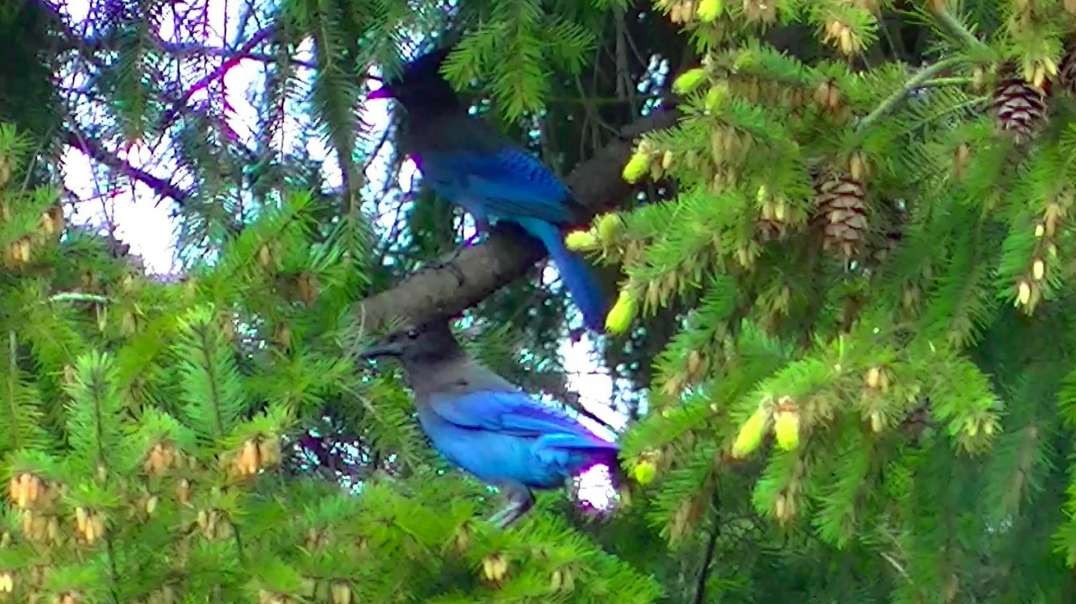 IECV NV #536 - 👀 Steller's Jay Attacks 🐦A European Starling In The Nest 🐤 5-6-2018