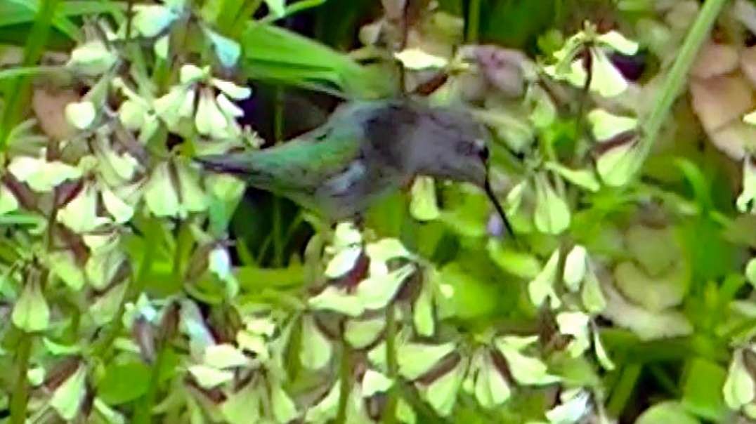 IECV NV #537 - 👀 Hummingbird Checking Out The Flowers 🐤 5-6-2018