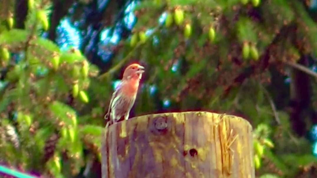 IECV NV #542 - 👀 Male House Finch Up On The Power Line Pole Singing It's Song 🐤 5-8-2018