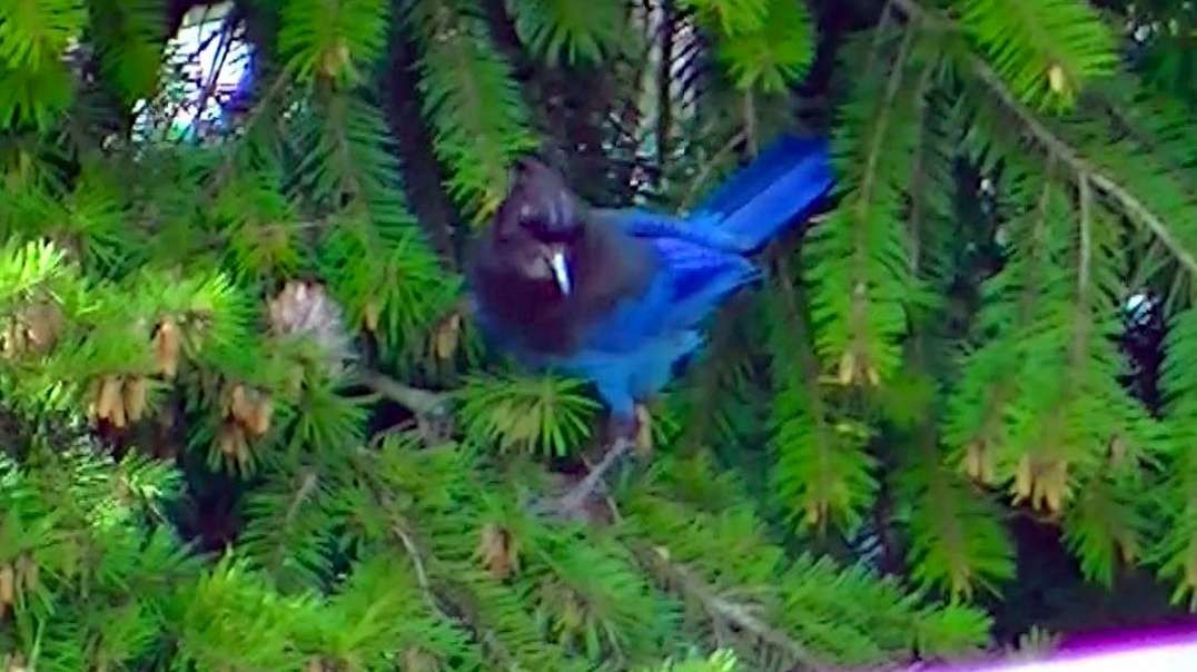 IECV NV #546 - 👀 Steller's Jay In The Neighbors Yard And In The Pine Tree 🐦 5-8-2018