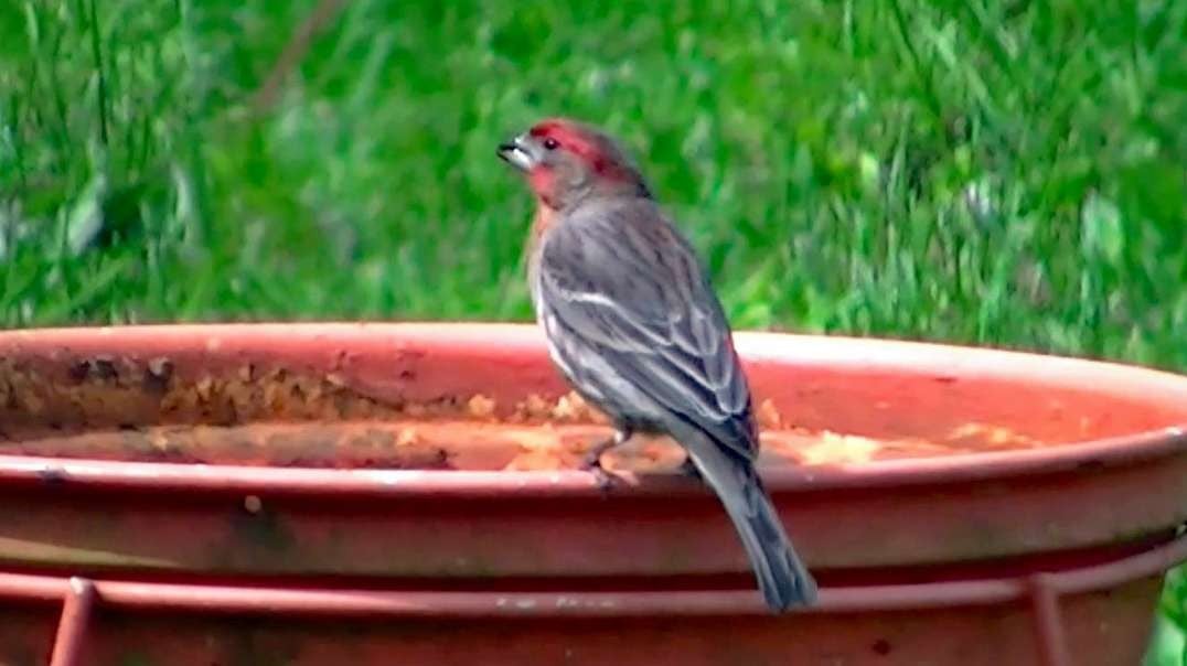 IECV NV #541 - 👀 Male House Finch At The Bird Bath 🐤 5-8-2018