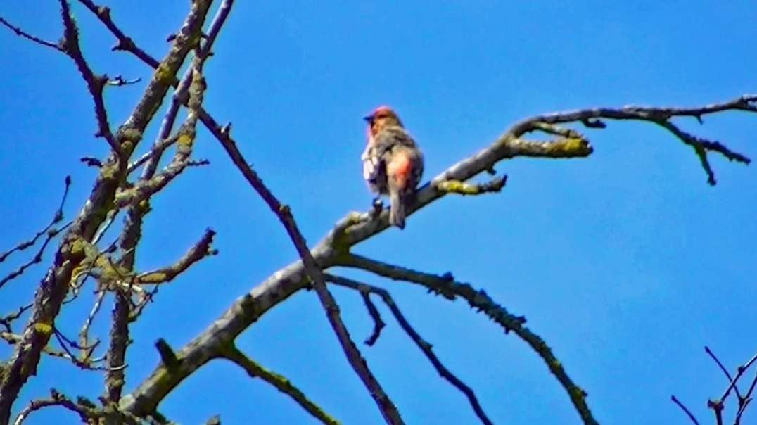 IECV NV #548 - 👀 Male House Finch Up On A Branch In The Filbert Tree 🐤 5-12-2018