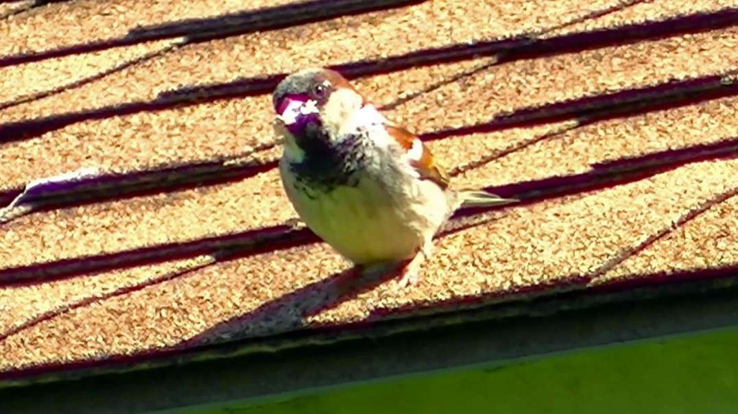 IECV NV #554 - 👀 Male House Sparrow Waiting To Feed Babies 5-12-2018