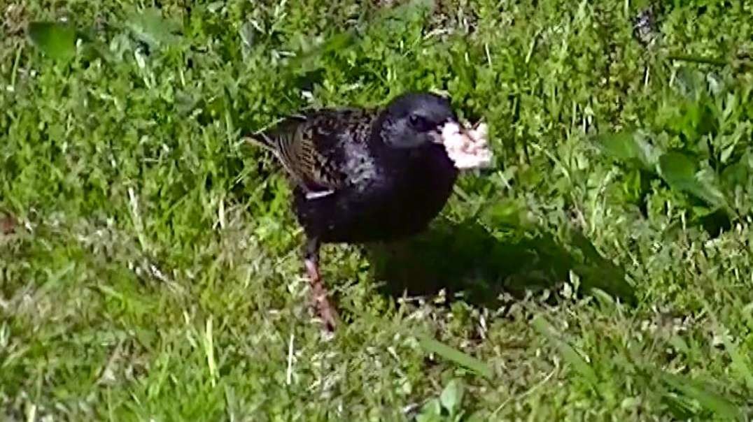 IECV NV #560 -  👀 European Starling In The Weeping Cherry 5-12-2018