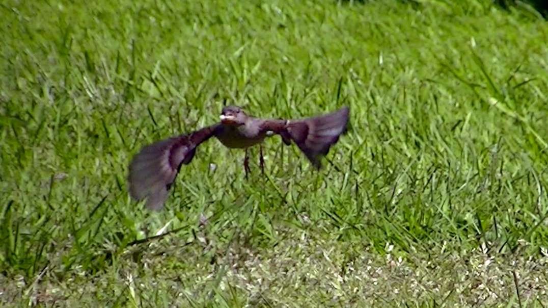 IECV NV #553 - 👀 Female House Sparrow Eating In The Backyard 5-12-2018