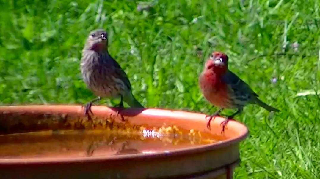 IECV NV #558 - π A Starling And A Couple Of House Finches 5-12-2018