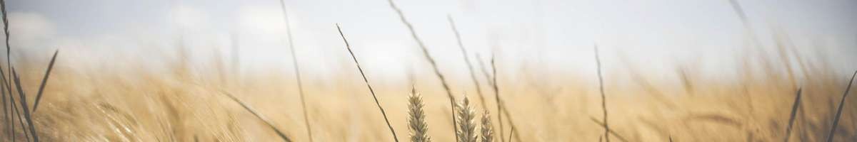 Church of Jesus Christ Online Ministries 