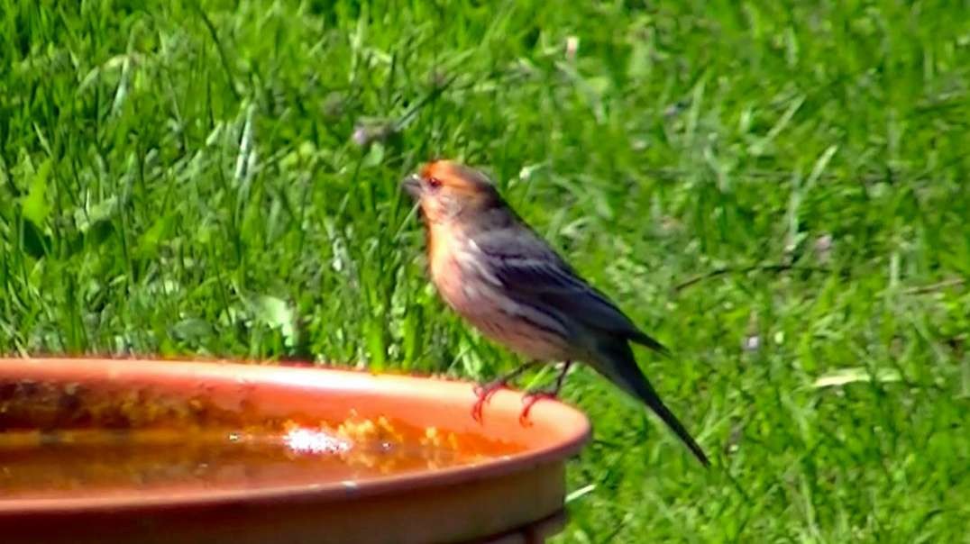 IECV NV #556 - 👀 Young Male House Finch At The Bird Bath 5-12-2018
