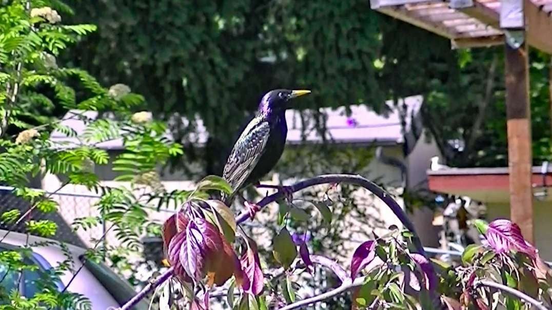 IECV NV #565 - 👀 European Starling Hanging Out In The Weeping Cherry Tree 5-12-2018