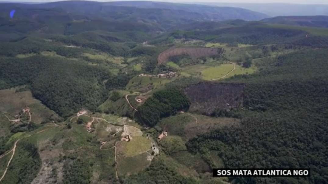 Deforestation surges in Brazil's Atlantic Forest _ AFP.mp4