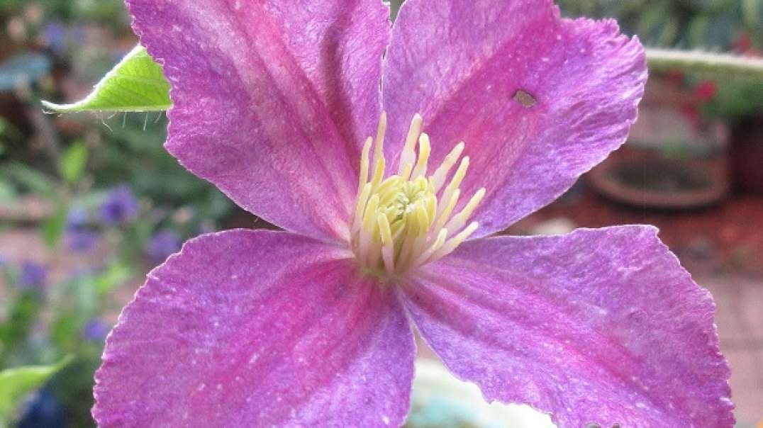 Meandering Wisdom Clematis July 30, 2021.mp4